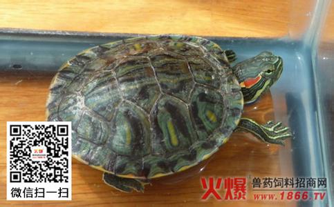 巴西龟白眼病症状 巴西龟白眼病图片 巴西龟白眼病症状