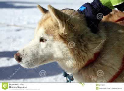 爱斯基摩犬好不好养 爱斯基摩狗 爱斯基摩狗好养吗