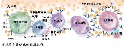 特异性免疫治疗 标准化免疫治疗对哮喘儿童屋尘螨特异性IgG4和肺功能的影响