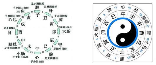 十二时辰对应脏腑图 十二时辰对应脏腑图 【今晚8：00】十二脏腑保养之“小肠的日常养护方法”