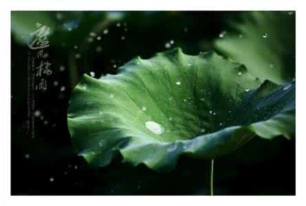 描写植物的段落50字 描写植物的段落