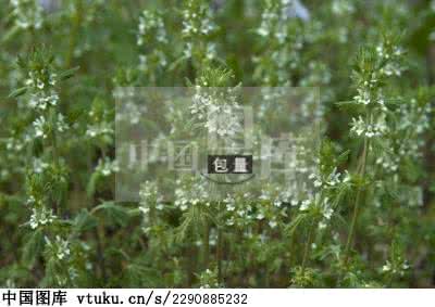 药用植物栽培学 药用植物栽培学 夏至草的药用价值 夏至草的栽培技术要点