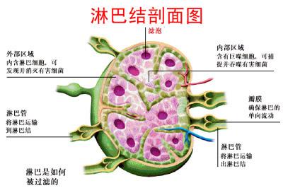 淋巴结核吃什么食物好 淋巴结核治疗 吃什么食物有益淋巴结核