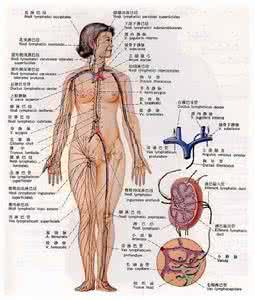 人体的血液循环系统 人体的血液循环的种类