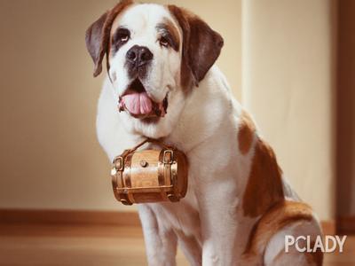 圣伯纳犬体臭怎么办 圣伯纳犬怎么美容