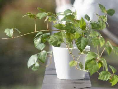 虹越花卉月季防护要点 夏季花卉常用养护要点和注意事项