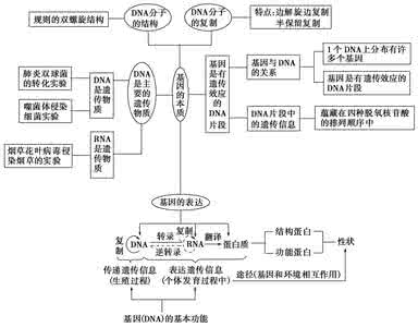 2014年高中生物一轮复习：高考生物计算公式大汇总