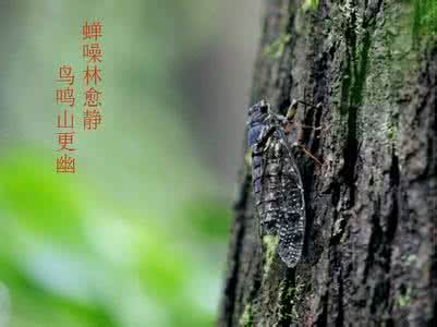 蝉噪林愈静鸟鸣山更幽 【美文共享】蝉燥林愈静，鸟鸣山更幽