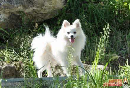 饲养吸血鬼的正确方法 日本狐狸犬 最正确的饲养日本狐狸犬的方法