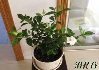 栀子花换盆需要洗根吗 栀子花如何养？换盆的时候需要怎么做？