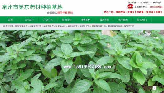 薄荷的功效与作用 薄荷的功效与作用 薄荷的功效与作用有哪些？