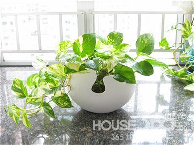 最适合卧室养的植物 卧室最适合养什么植物？