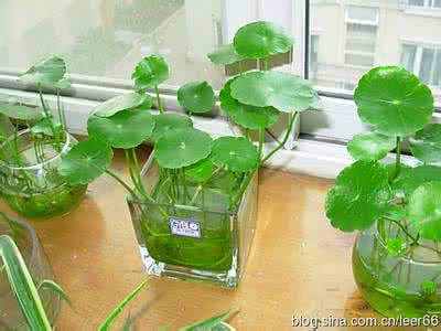 水培花卉代理 秋季花卉养护注意事项 水培花卉养护需要注意的三个方面