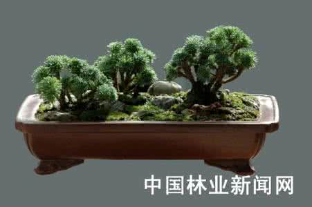 制作盆景的植物 中国盆景制作植物材料（下）