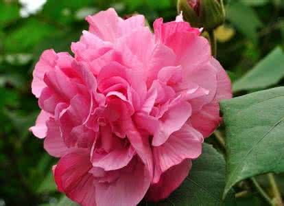 赞美芙蓉花的诗句 描写芙蓉花的诗句