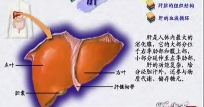 肝脏功能检查 肝脏功能 肝脏功能检查有哪些