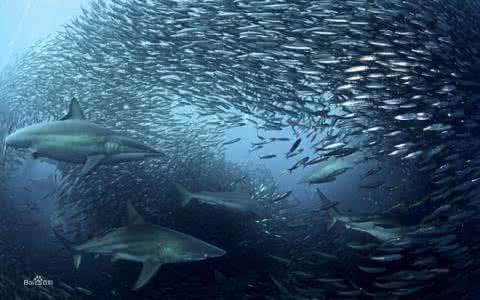 太平洋沙丁鱼迁徙 太平洋沙丁鱼