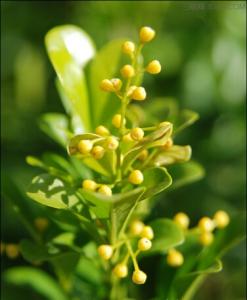 米兰花的功效和作用 米兰花的作用大全