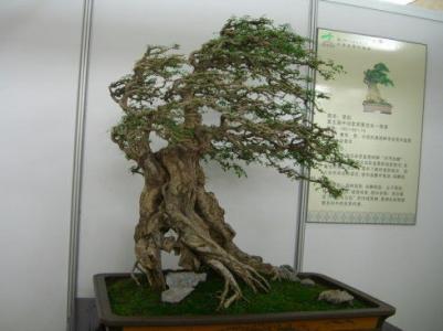树桩盆景造型 树桩盆景造型图解
