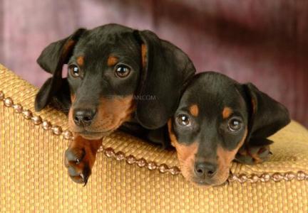 纯种腊肠犬 如何挑选纯种的腊肠犬