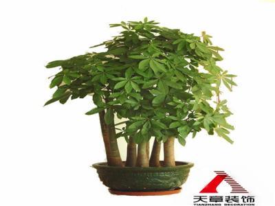店铺发财树摆放禁忌 家里发财树摆放禁忌，不要阻断财运
