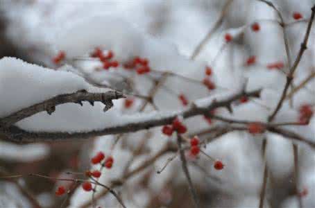 中华新韵七绝的平仄 七绝、雪情（新韵）