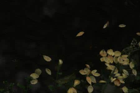 君子之交淡若水 唯美句子：淡若水，清若茶，指间飞落花；风中魂，雾中影，雨中葬芳华。