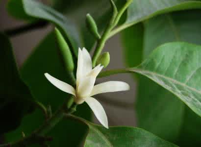 白兰花寓意 白兰花的花语是什么