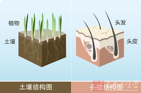 头皮健康知识 国人头皮健康知识缺乏 头发护理不等于头皮护理