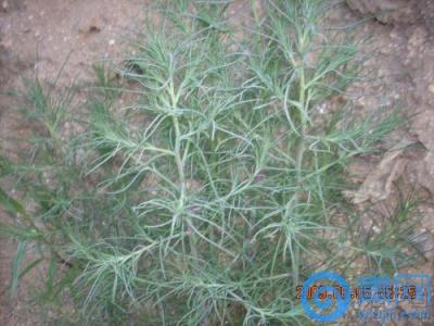 中国常见野菜及其食用 猪毛菜【中国常见野菜及其食用之四十】