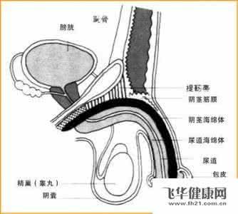 中药偏方 疾病预防 治疗尖锐湿疣的偏方 中药偏方有效治尖锐湿疣