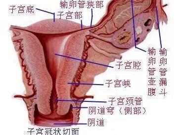 卵巢子宫内膜异位囊肿 女人没了子宫竟会这样 卵巢的作用 女人没了卵巢腰部竟变这样