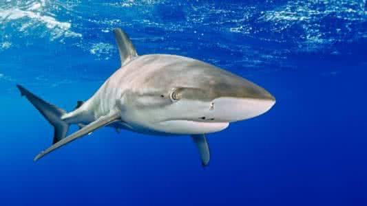 地球的癌症 BBC地球频道——不会得癌症的动物