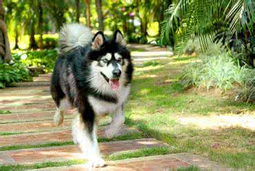 阿拉斯加犬2个月怎么养 阿拉斯加雪橇犬怎么养