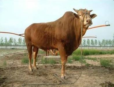 黄牛价格是多少 黄牛价格是多少 黄牛价格