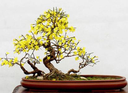盆栽迎春花的养殖方法 迎春花盆景的制作方法