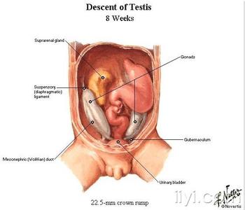 睾丸下降不全 睾丸下降不全 睾丸下降 来看使其下降的原因有哪些