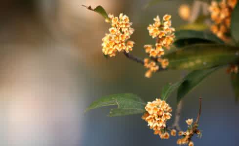 桂花在什么季节开放 桂花在什么季节开放 那一抹花香