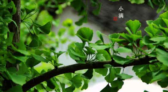 小满节气 小满的习俗以及传统