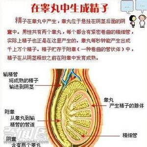 精子成熟周期 精子成熟周期 精子多长时间成熟？需从形成经历入手了解