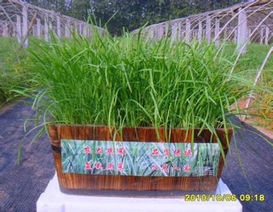 韭菜花盆种植方法 盆栽韭菜种植方法