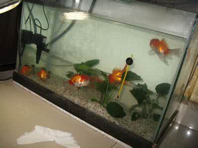 罗汉鱼能勤换水吗 养金鱼有秘诀:多换水,勤换鱼。