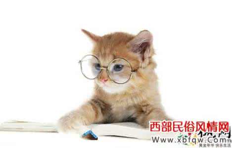 梦见猫是什么意思 梦见猫 梦见猫是什么意思_梦见猫