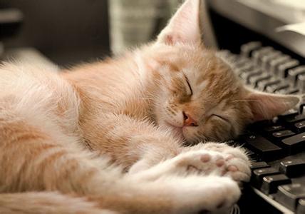 猫咪尿频 猫咪尿频 【猫咪尿频】为何猫咪尿频应该如何处理