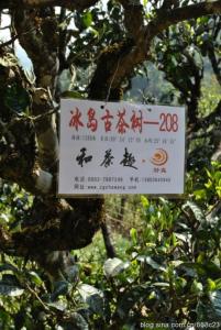 班章易武冰岛昔归区别 那些暧昧的冰岛、班章、刮风寨,等山头名茶