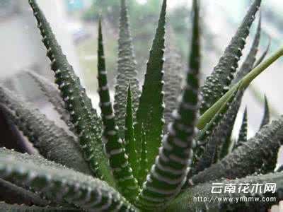 小龙虾养殖条件 十二卷属养殖要注意3个条件