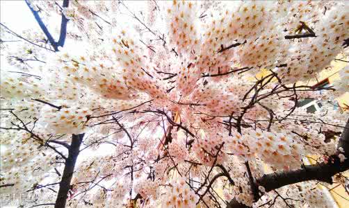 《樱花辞:霸爱囚欢》 樱花辞