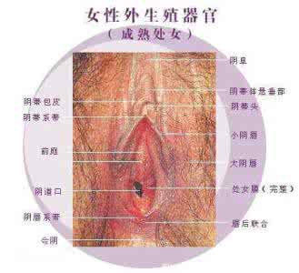 大开眼界讲的是什么 大开眼界 阴部示意图原来是这样的