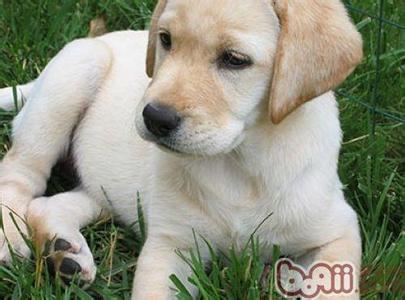 金毛好还是拉布拉多好 拉布拉多犬与金毛犬的区别