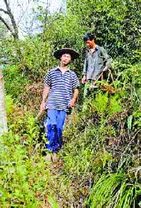 翻山越岭战西北 翻山越岭满山跑 草药草药满山跑